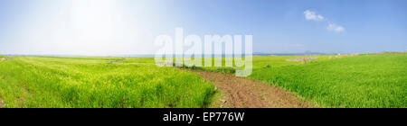 Panorama-Landschaft aus grünen Gerstenfeld und Horizont mit Trail in Gapado Insel Jeju Insel in Korea. Stockfoto