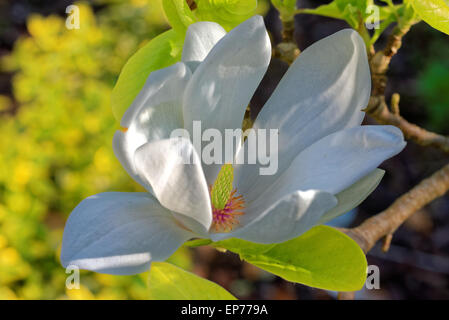 Magnolia ist eine große Gattung von etwa 210 blühende Pflanzenarten in der Unterfamilie Magnolioideae von der Familie Magnoliaceae Stockfoto