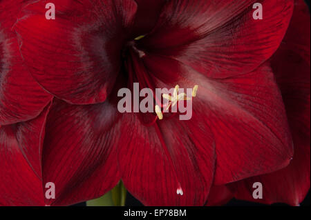 Nahaufnahme von dunklen roten Amaryllis mit gelben Staubgefäßen Stockfoto