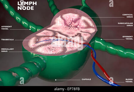 Lymphknoten Abschnitt 3D-Anatomie auf dunklem Hintergrund Stockfoto