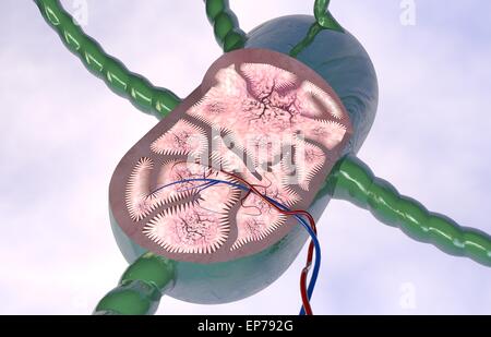 Lymphknoten Abschnitt 3D-Anatomie auf leichte backgrpund Stockfoto