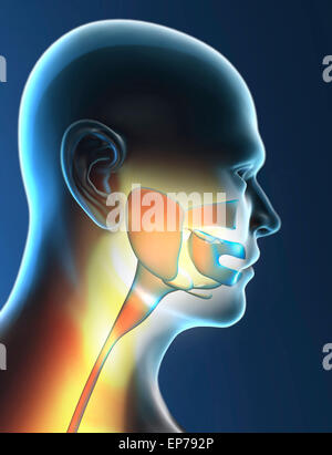 Anatomie Hals auf schwarzem Hintergrund Stockfoto