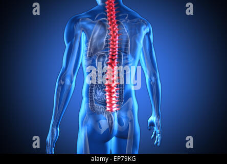 Digital Blau Mensch mit markierten roten Wirbelsäule und sichtbaren Organe Stockfoto