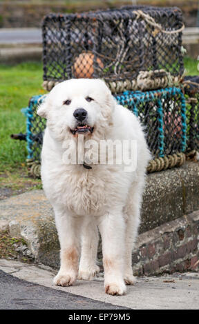 Großer weißer Pyrenäenhund, Pyrenäen-Berghund, der im Mai vor Hummer-Töpfen im Hafen von Porthgain, Pembrokeshire, Wales, Großbritannien steht Stockfoto