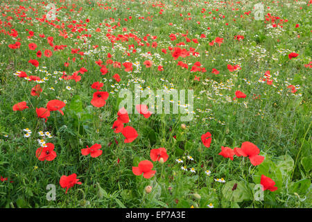 Common red Poppies (Papaver rhoeas) growing in a country field with Mayweed flowers (Matricaria perforata) in summer. England UK Britain Stockfoto
