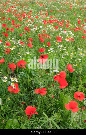 Common red Poppies (Papaver rhoeas) growing in a field with Mayweed flowers (Matricaria perforata) in summer. England UK Britain Stockfoto