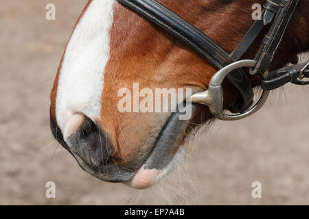 Nahaufnahme von Maulkorb Pferd einschließlich Mund Schnurrhaare Bit und Zaumzeug Stockfoto