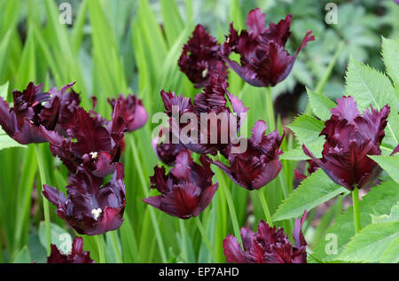 schwarzen Papagei-Tulpen im Garten Stockfoto