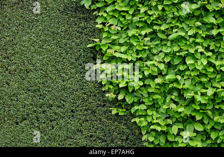 abgeschnittene Taxushecke und grüne Blätter im Garten Stockfoto