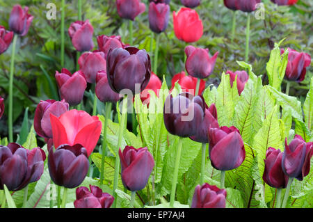 Königin der Nacht Tulpen im Garten Stockfoto