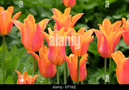 Ballerina-Tulpen im Garten Stockfoto