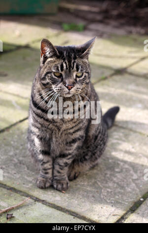 Erwachsene weibliche Tabby Katze mit grauem Star in beiden Augen sitzen auf der Terrasse des Gartens Stockfoto