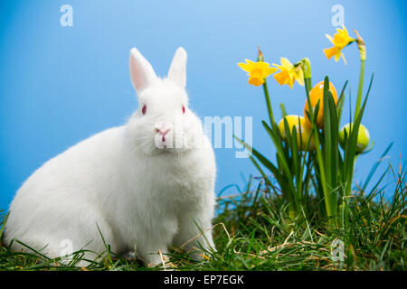 Weiße flauschige Häschen sitzt neben Narzissen mit Ostereiern Stockfoto