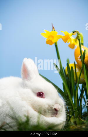 Weißer Hase saß Narzissen mit Ostereiern Stockfoto