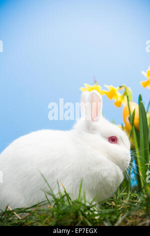 Weißer Hase saß Narzissen mit Ostereiern Stockfoto