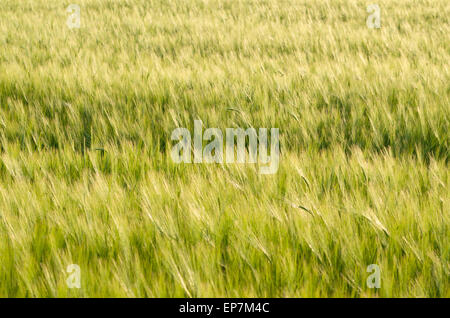 Grüne unreife Gerstenfeld im Frühling Closeup Stockfoto