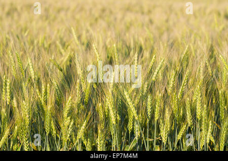 Grüne unreife Ähren im Frühling Closeup Stockfoto