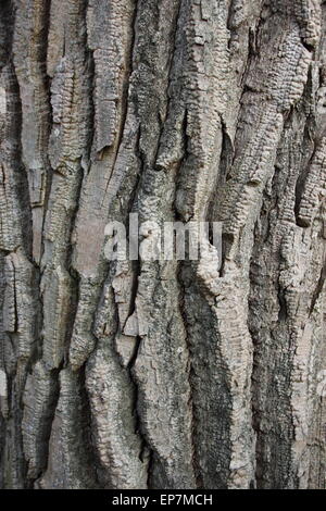 Closeup auf Holz Rinde Textur Hintergrund der alten Weidenbaum Stockfoto