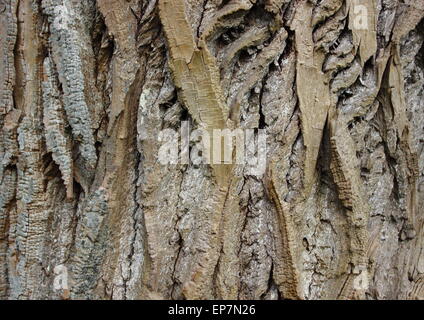 Closeup auf Holz Rinde Textur Hintergrund der alten Weidenbaum Stockfoto