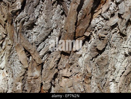 Closeup auf Holz Rinde Textur Hintergrund der alten Weidenbaum Stockfoto