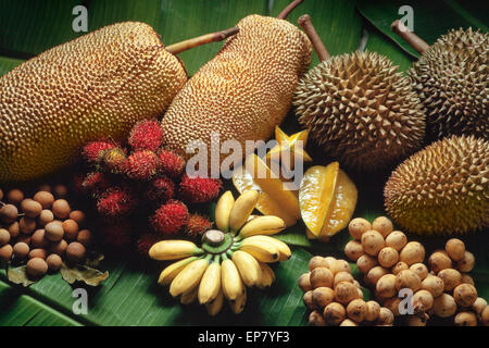 Tropische Früchte Sorte, Malaysia; Durian, Banane, Sternfrucht, Rambutan, Jackfrüchte, Longan, Mata kuching Stockfoto