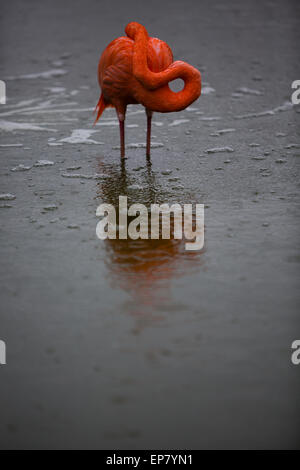 Dunstable, Bedfordshire, UK. 14. Mai 2015. Tiere beschäftigen sich mit Regen und Schlechtwetter im ZSL Whipsnade Zoo.  Ein herrlich sonnigen Flamingo versteckt seinen Kopf während einer sintflutartigen Regen. Bildnachweis: Dave Stevenson/Alamy Live-Nachrichten Stockfoto