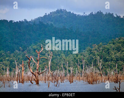 Kenyir See, Pahang, Malaysia, untergetaucht Bäume nach einem Hochwasser für einen Damm. Tasik Kenyir oder Kenyir See ist ein künstlicher See. Stockfoto