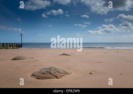 Quallen an Dawlish Warren Strand gespült. Stockfoto