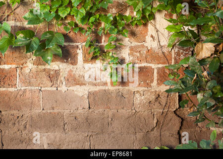 Alte Ziegel Wand Textur bedeckt mit grünen Efeu Ranke Stockfoto