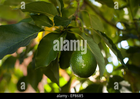 Nahaufnahme von Avocados auf Baum wachsen. Stockfoto