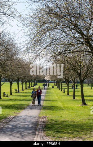 Ein paar gehen hand in hand durch den von Bäumen gesäumten Weg von Jesus Green, Cambridge an einem feinen Frühlingstag Stockfoto