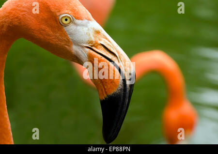 Rosa Flamingo detaillierte Nahaufnahme Stockfoto