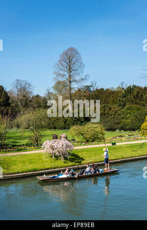 Bootfahren auf dem Fluss Cam, Cambridge, vorbei an der Fellow Garten des Clare College gesehen von "Rücken" des Kollegiums Stockfoto