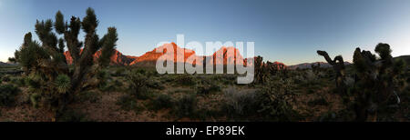 breites Panorama der roten Felsen Berge von Morgensonne mit Joshua Bäume beleuchtet Stockfoto