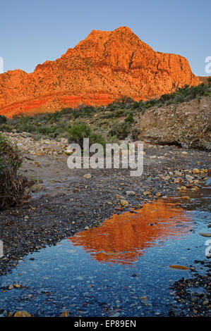 Reflexion der Red Rocks Berg beleuchtet durch Morgenlicht in einem kleinen Bach Stockfoto