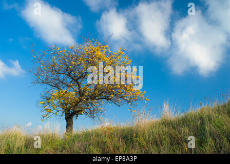 Einsame Aprikose Baum auf einem Hügel gegen blauen Wolkenhimmel zur herbstlichen Zeit. Stockfoto