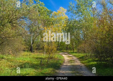 Seitenstraße in einem herbstlichen Wald. Stockfoto