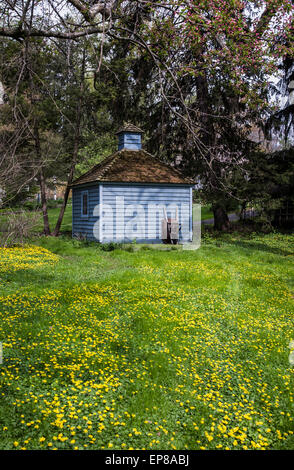 Blue retro gärtnerische eintopfende Schuppen isoliert, vintage Schubkarre gelbe Wildblumen, Lancaster County, PA Images USA, Vereinigte Staaten, pt Amish Land Stockfoto