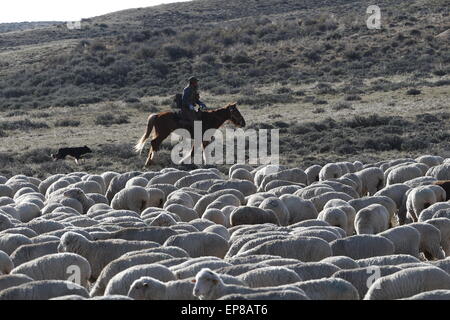 Schafe hüten in Wyoming Stockfoto