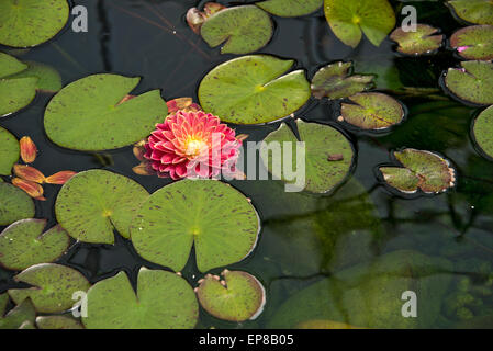 Schwebende rote Dahlien in einen Teich mit Seerosen. Stockfoto