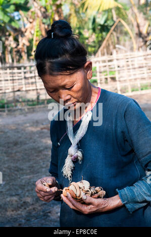 Lanten Yao Frau Tamarind Hülsen in ihren Händen halten. Stockfoto