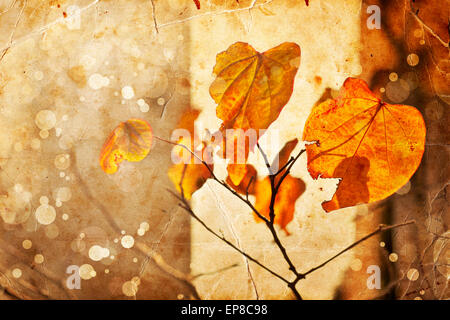 Herbst Magnolie Blatt, sehr flachen Fokus, Makro-Fotografie Stockfoto