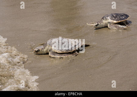 Charleston, South Carolina, USA. 14. Mai 2015. Kemp Bastardschildkröten kriechen in die Wellen während der Freisetzung von sanierten Meeresschildkröten 14. Mai 2015 in Isle of Palms, South Carolina. Die Schildkröten wurden entlang der Küste gerettet und rehabilitiert von der Meeresschildkröte Krankenhaus im South Carolina Aquarium in Charleston. Stockfoto