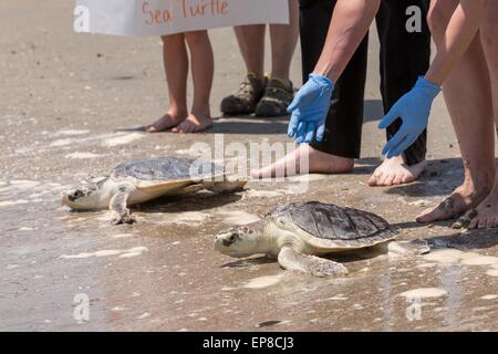 Charleston, South Carolina, USA. 14. Mai 2015. Freiwillige loslassen sanierten Kemp Bastardschildkröten zurück in den Atlantischen Ozean während der Freisetzung der gerettete Meeresschildkröten 14. Mai 2015 in Isle of Palms, South Carolina. Die Schildkröten wurden entlang der Küste gerettet und rehabilitiert von der Meeresschildkröte Krankenhaus im South Carolina Aquarium in Charleston. Stockfoto