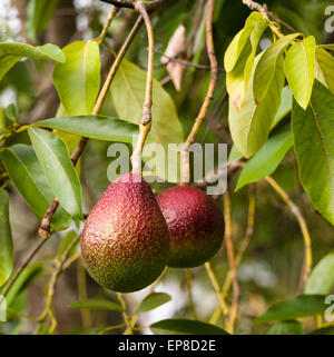 Reife Avocado Beerenobst. Zwei üppige Reife seltene rote Avocados auf dem Baum Blätter umgeben. Stockfoto