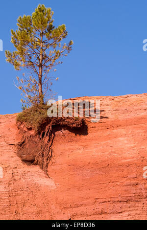 Kiefer am Rande eines roten Felsen. Eine einsame Kiefer wächst am Rande des roten Felsen.  Seine Wurzeln sind ausgesetzt Stockfoto