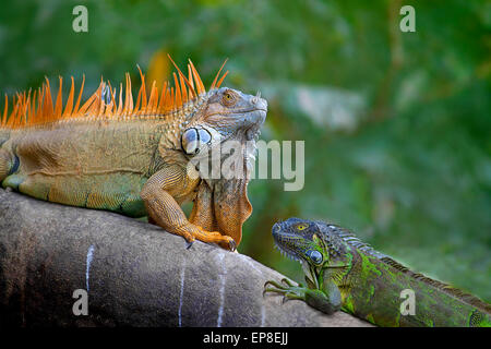 Grüner Leguan Paaren Spiel Stockfoto