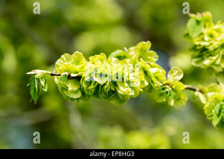 Wych Ulme oder Scots Ulmen (Ulmus Glabra). Hier hautnah im zeitigen Frühjahr wie es viele helle grüne Samen und ein paar f zeigt Stockfoto