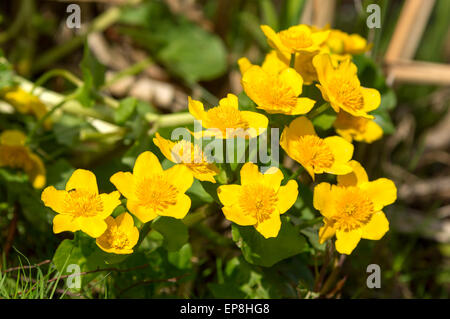 Marsh-Marigold oder Sumpfdotterblumen (Caltha Palustris). Hier schließen oben mit einer kleinen schwarzen Syrphid Fliege auf der linken Seite die meisten Blume. Sehr schön Stockfoto