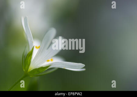 Größere Stitchwort Blume, wächst in Bluebell woods Stockfoto